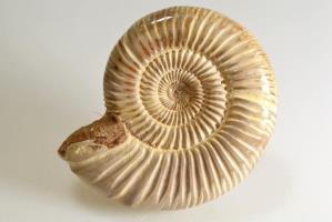 Ammonite Perisphinctes 8.5cm | Image 2