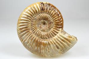 Ammonite Perisphinctes 9.6cm | Image 2