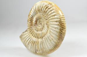 Ammonite Perisphinctes 9.6cm | Image 3