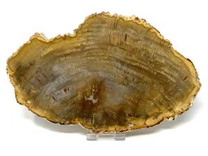 Fossilised Wood Slice Large 20.4cm | Image 4