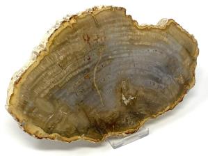 Fossilised Wood Slice Large 20.4cm | Image 2