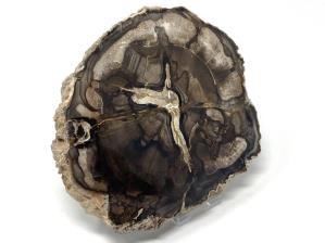 Fossilised Wood Slice Large 16.2cm | Image 2