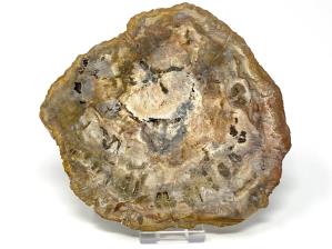 Fossilised Wood Slice 16cm | Image 3
