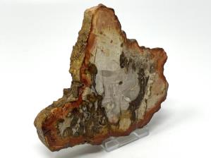 Fossilised Wood Slice 11cm | Image 2