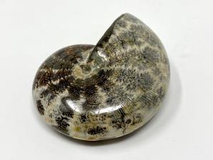 Ammonite Phylloceras 7.2cm | Image 4