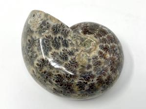 Ammonite Phylloceras 9.9cm | Image 3