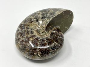 Ammonite Phylloceras 9.9cm | Image 4