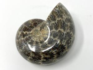 Ammonite Phylloceras 9.9cm | Image 2