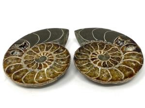Ammonite Pair 8.6cm | Image 2