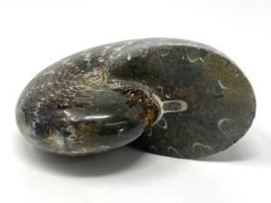 Ammonite Phylloceras 10.3cm | Image 3
