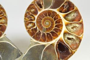 Ammonite Pair 8.1cm | Image 2