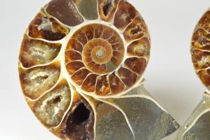 Ammonite Pair 8.1cm | Image 3