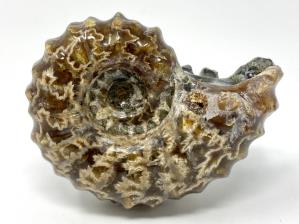Ammonite Douvilleiceras 6.5cm | Image 2