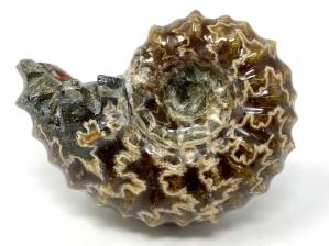 Ammonite Douvilleiceras 6.5cm | Image 3