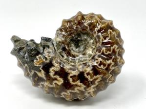 Ammonite Douvilleiceras 6.5cm | Image 4