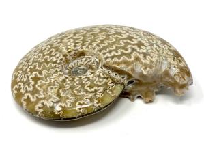 Ammonite Cleoniceras 12.5cm | Image 5