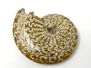 Ammonite Cleoniceras 12.5cm | Image 6