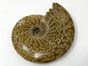 Ammonite Cleoniceras Large 16.5cm | Image 3