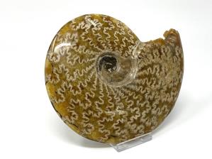 Ammonite Cleoniceras Large 16.5cm | Image 2