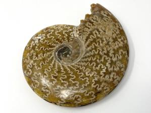 Ammonite Cleoniceras Large 16.5cm | Image 4