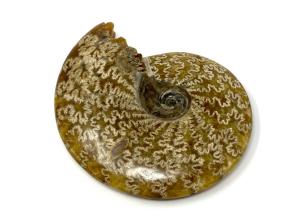 Ammonite Cleoniceras Large 16.5cm | Image 5