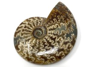Ammonite Cleoniceras 7.9cm | Image 2
