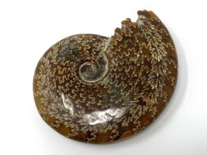 Ammonite Cleoniceras Large 12.2cm | Image 5