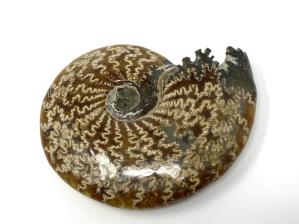 Ammonite Cleoniceras Large 14.3cm | Image 5