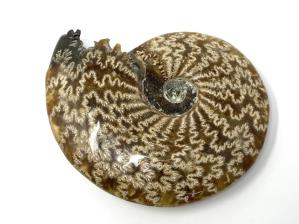 Ammonite Cleoniceras Large 14.3cm | Image 3