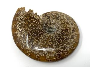 Ammonite Cleoniceras Large 12.2cm | Image 3