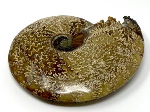 Ammonite Cleoniceras Large 18.2cm | Image 6