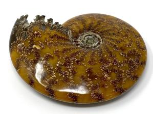 Ammonite Cleoniceras Large 18.5cm | Image 5