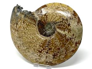 Ammonite Cleoniceras Large 18.2cm | Image 4
