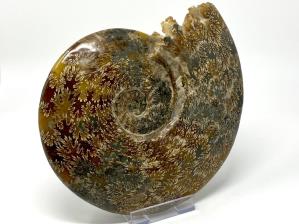 Ammonite Cleoniceras Large 25.2cm | Image 2