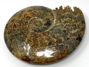 Ammonite Cleoniceras Large 25.2cm | Image 9