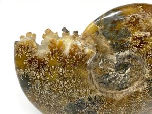 Ammonite Cleoniceras Large 25.2cm | Image 6