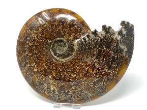 Ammonite Cleoniceras Large 18.5cm | Image 3