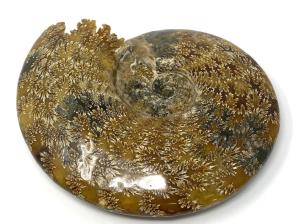 Ammonite Cleoniceras Large 25.2cm | Image 7