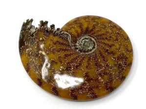 Ammonite Cleoniceras Large 18.5cm | Image 4