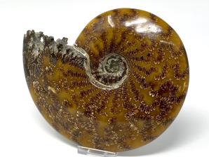 Ammonite Cleoniceras Large 18.5cm | Image 2