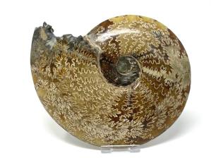 Ammonite Cleoniceras Large 18.2cm | Image 2