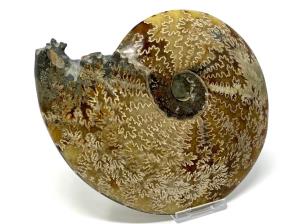Ammonite Cleoniceras Large 18.2cm | Image 3