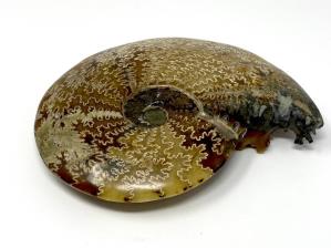 Ammonite Cleoniceras Large 18.2cm | Image 7