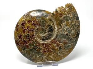 Ammonite Cleoniceras Large 25.2cm | Image 3