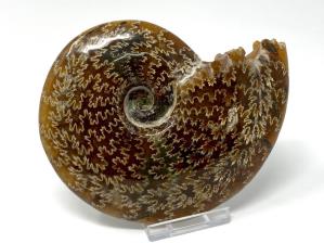 Ammonite Cleoniceras Large 12.2cm | Image 2