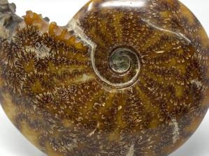 Ammonite Cleoniceras 16.6cm | Image 4
