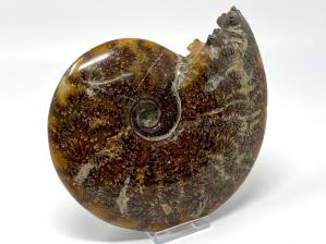Ammonite Cleoniceras 16.6cm | Image 3