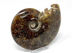 Ammonite Cleoniceras Large 12.2cm | Image 2