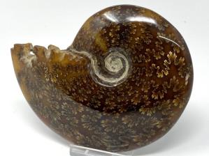 Ammonite Cleoniceras Large 12.2cm | Image 4