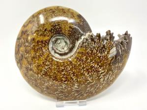 Ammonite Cleoniceras Large 17cm | Image 2